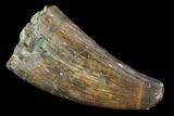 Rare, Fossil Deinosuchus Tooth - Aguja Formation, Texas #116667-1